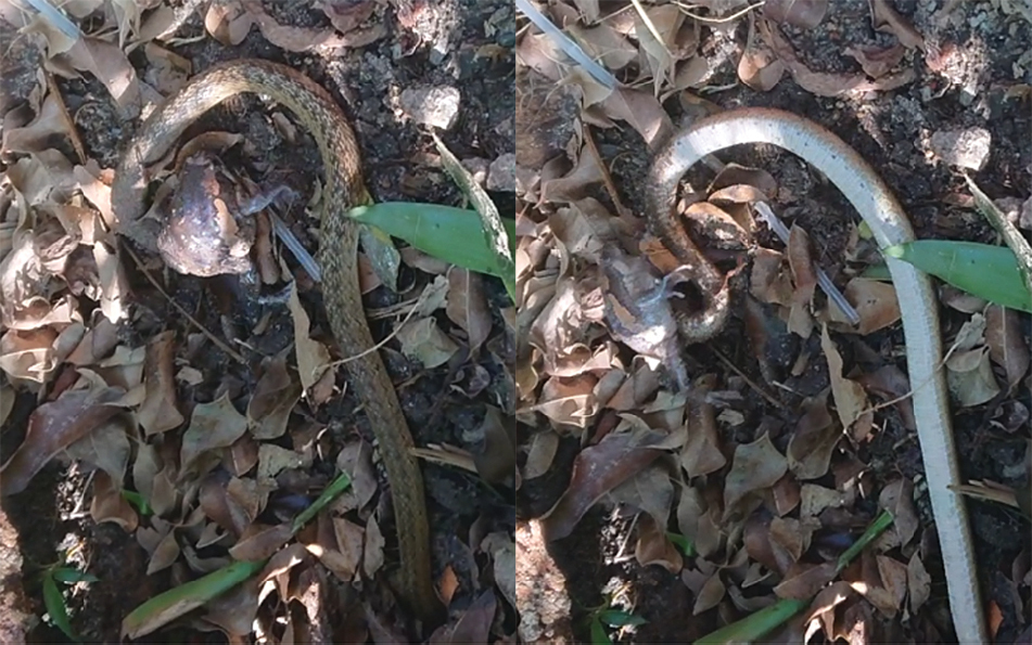 Oligodon_formosanus_eating_Kaloula_pulchra_2