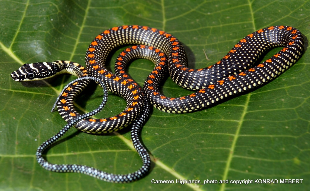 Paradise Tree Snake – Reptiles and Amphibians of Thailand