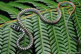 Paradise flying snake- Inaturalist