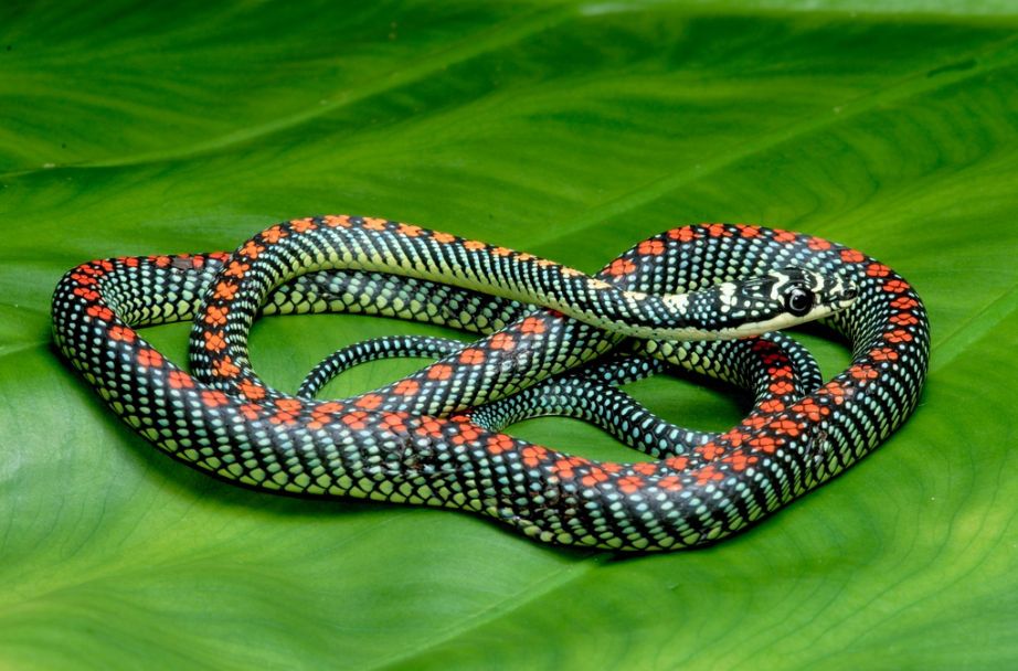 Paradise flying snake- the snake guide