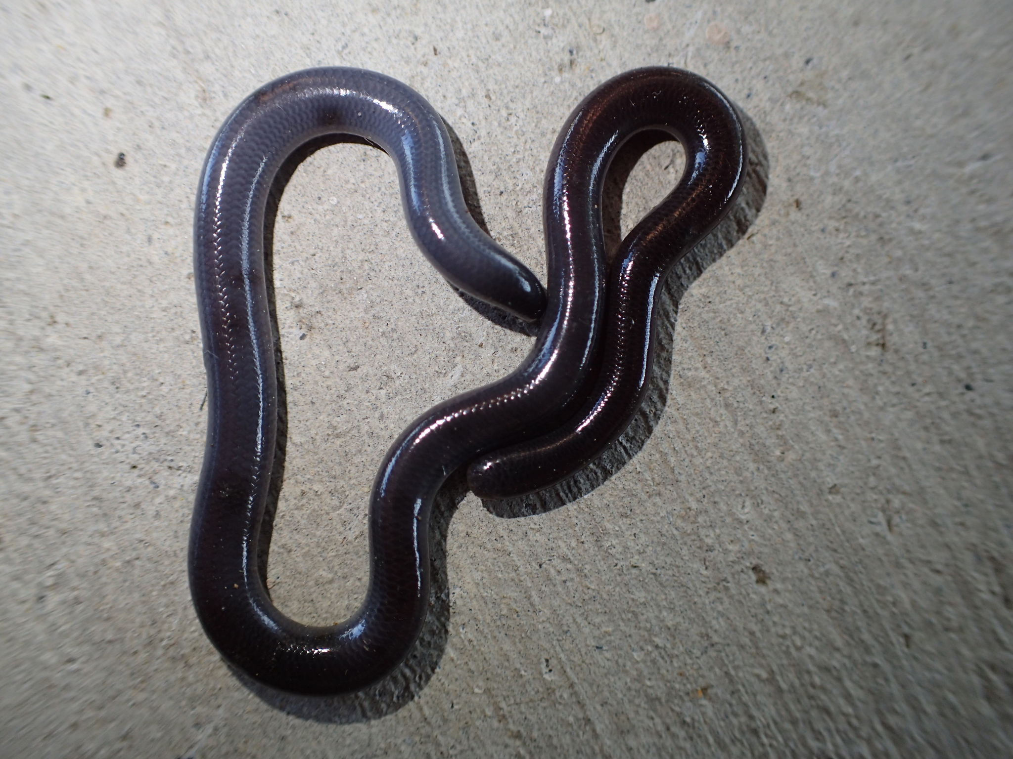 Ramphotyphlops_braminus_