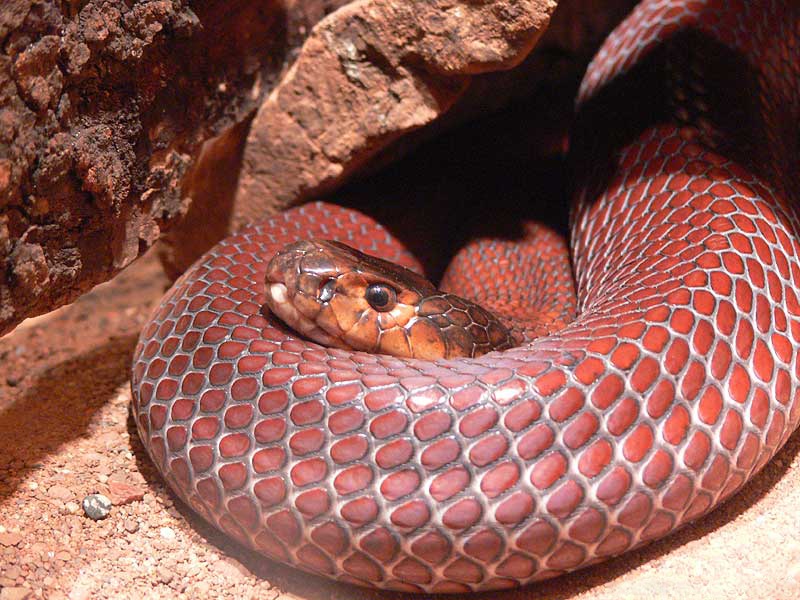 Red_Spitting_Cobra