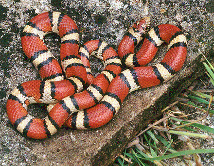 Red_milk_snake