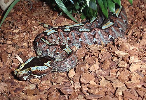 Rhino_Viper_Bitis_Nasicornis- wikipedia