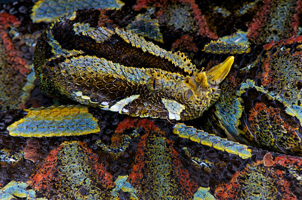 Rhinoceros viper- stock photo
