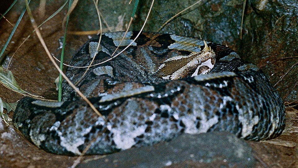 Rhinoceros_Viper- Vivid blue patterned adult- wikipedia