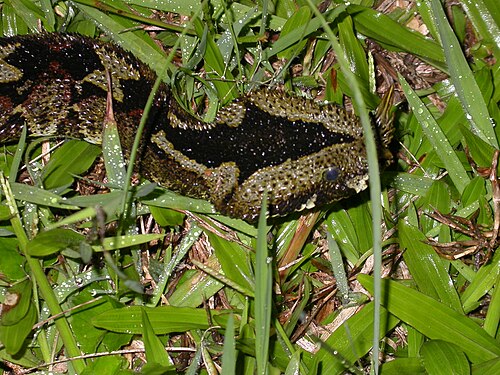 Rhinocerous_Viper- wikipedia
