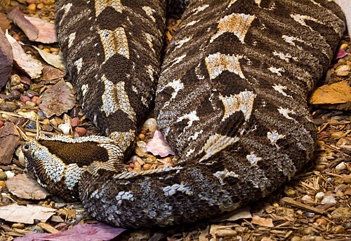Rhinocerous_viper- resting flat- wikipedia