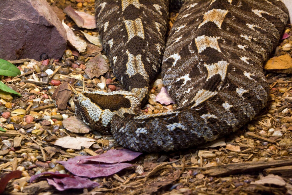 Rhinocerous viper - Bitis nasicornis