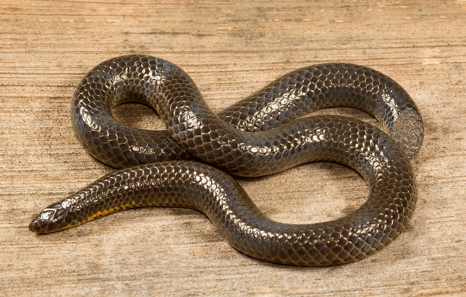 Shieldtail snake- Britannica