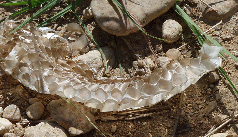 Snake Skin- How to Identify a Shed & What it Tells You - Hobby Farms