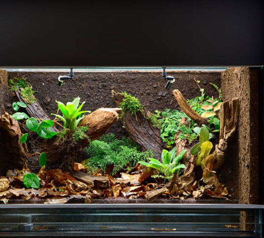 Snake Terrarium - I stock2