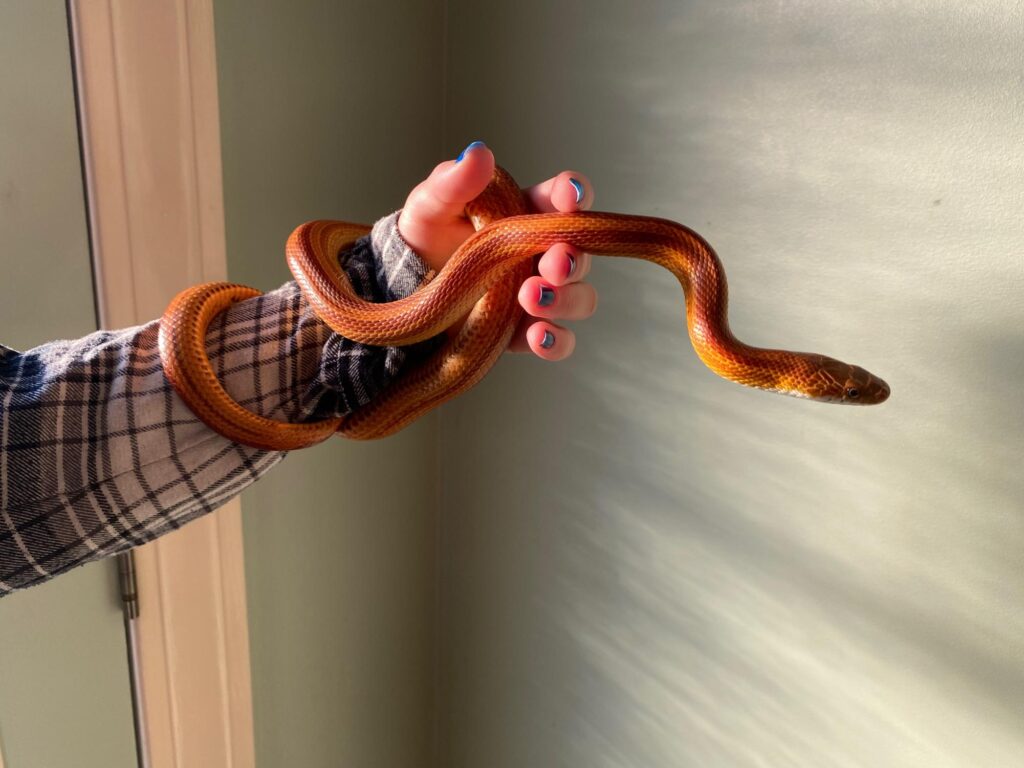 Snake on its owner hand- The wire