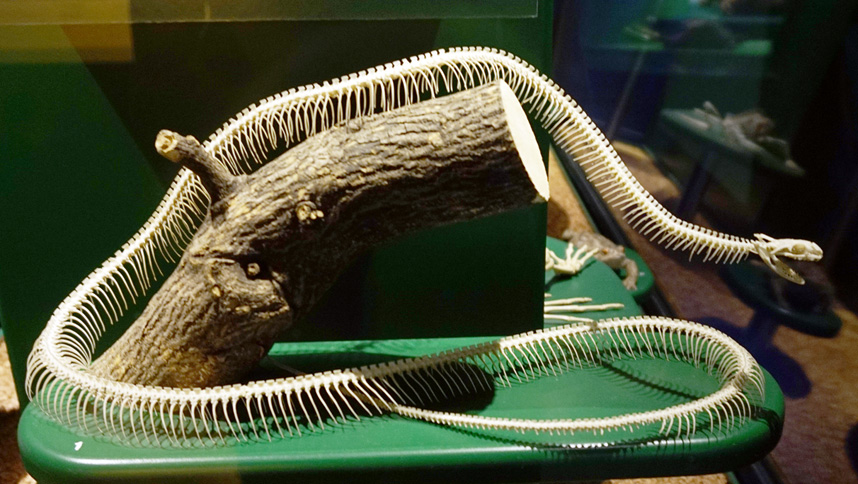 Snake_skeleton_2