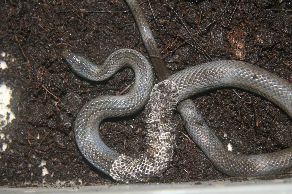 Snakes shedding skin or sloughing or moulting- Whole Earth Education