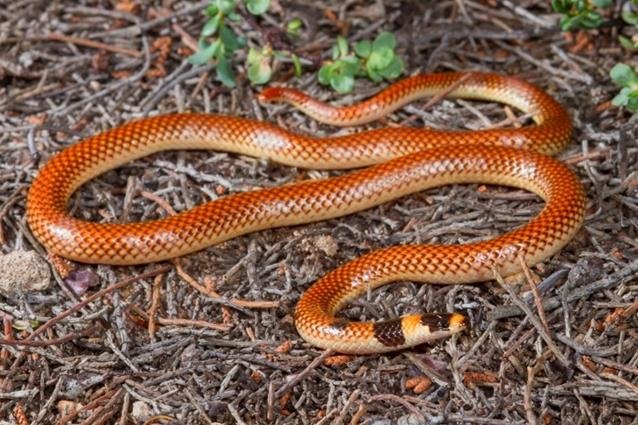 The-Black-naped-Burrowing-Snake-Neelaps- Research gate