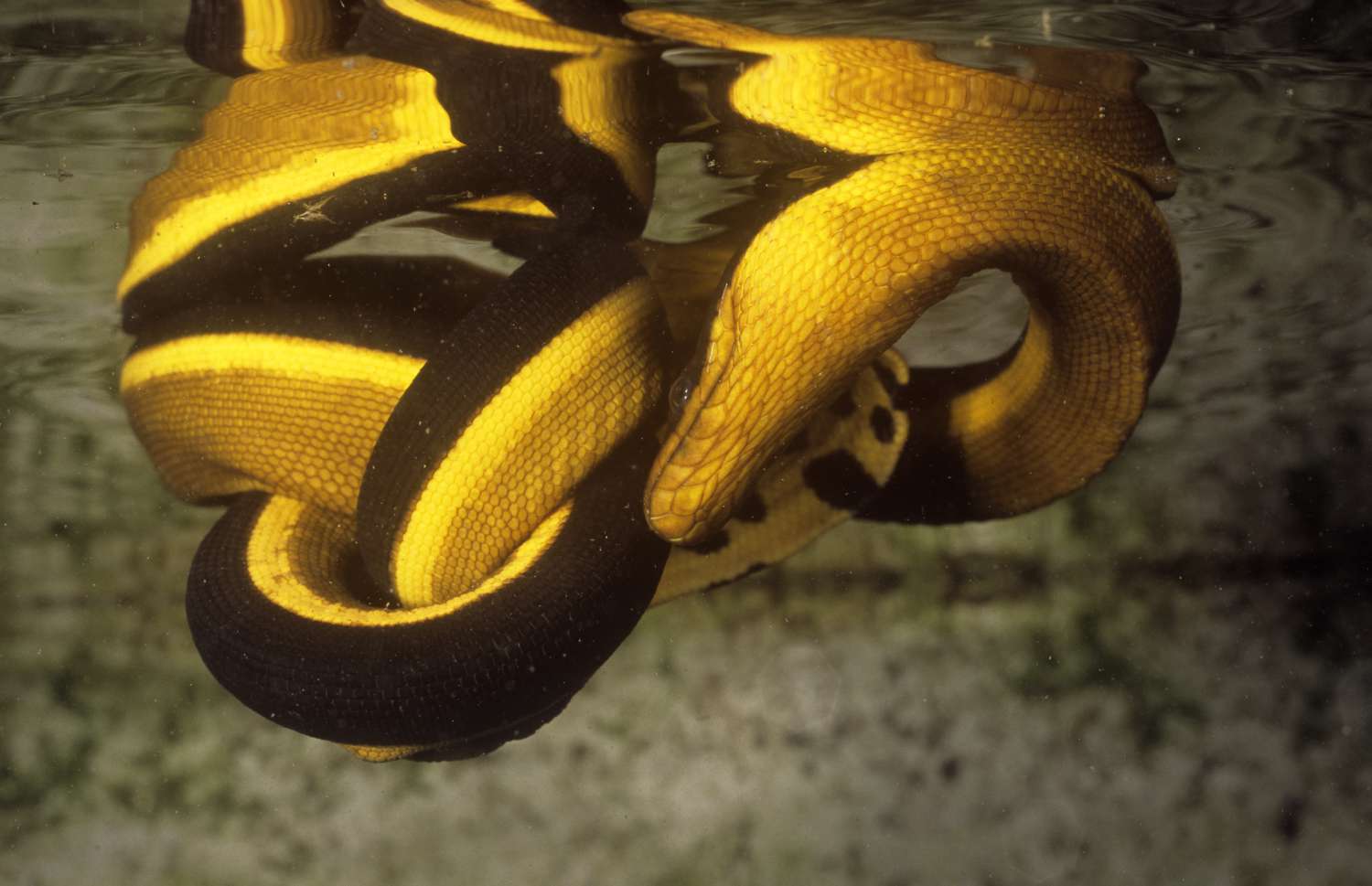 Yellow-bellied Sea Snake (Hydrophis platurus) image via Thought co.