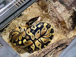 What its like to keep a pet - Keeta