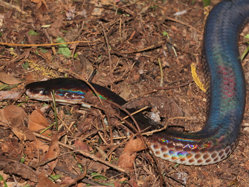 Xenopeltis_unicolor_86904248 (1)