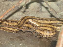 ellow Rat Snake (Pantherophis alleghaniensis)- Wikipedia