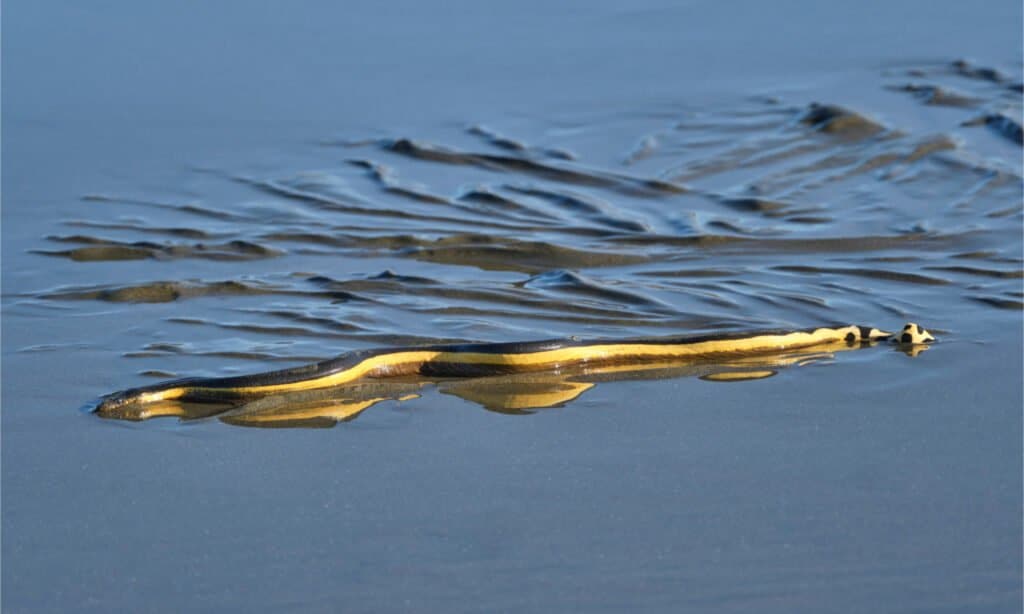 Yellow-bellied Sea Snake (Hydrophis platurus) image via A-Z animals.