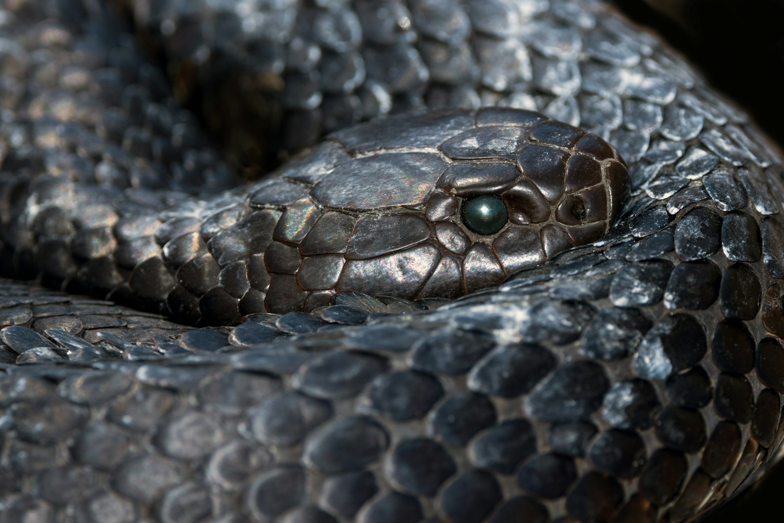Black snake with green eyes