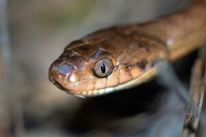 7 Secrets About Snake Mating Rituals