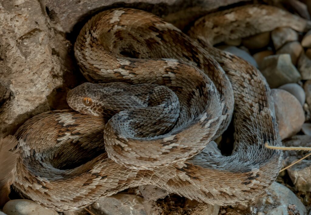 Viper Snake