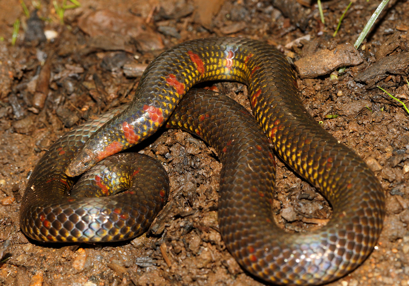 are-burrowing-snakes-digging-their-own-evolutionary-grave- the science breaker