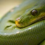 green snake in close up photography