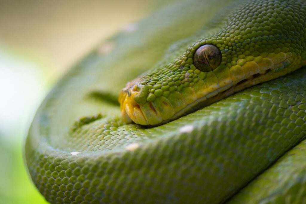 Smooth green snake