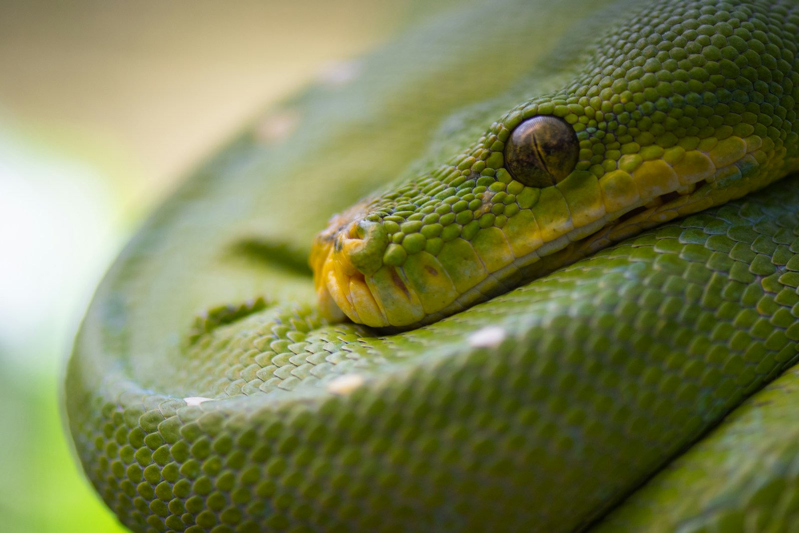 Smooth green snake