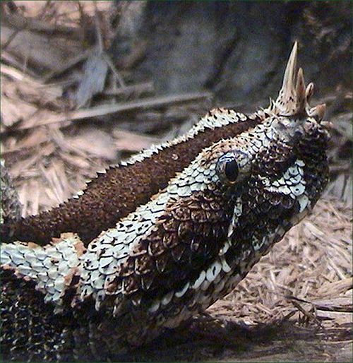 bitis Nasicornis- wikipedia