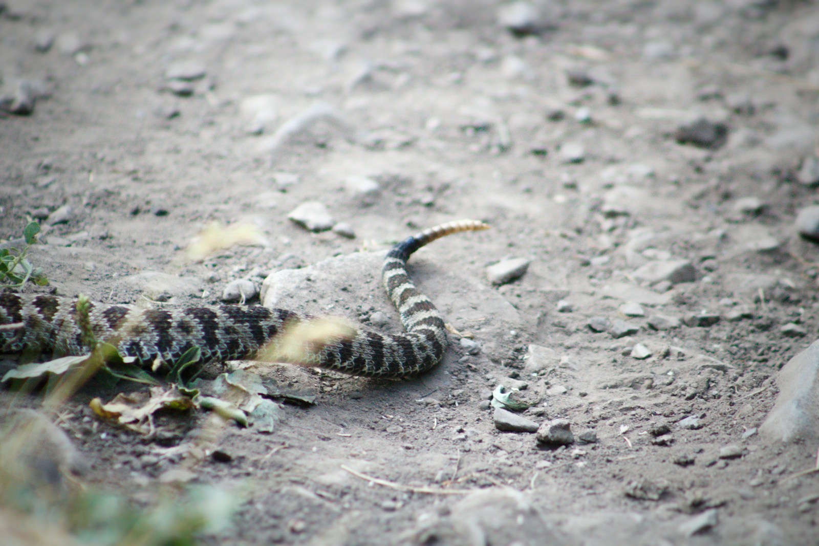 Black and brown rattlesnake on the ground