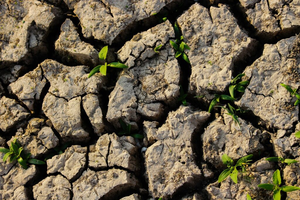 green leafed plant between soil