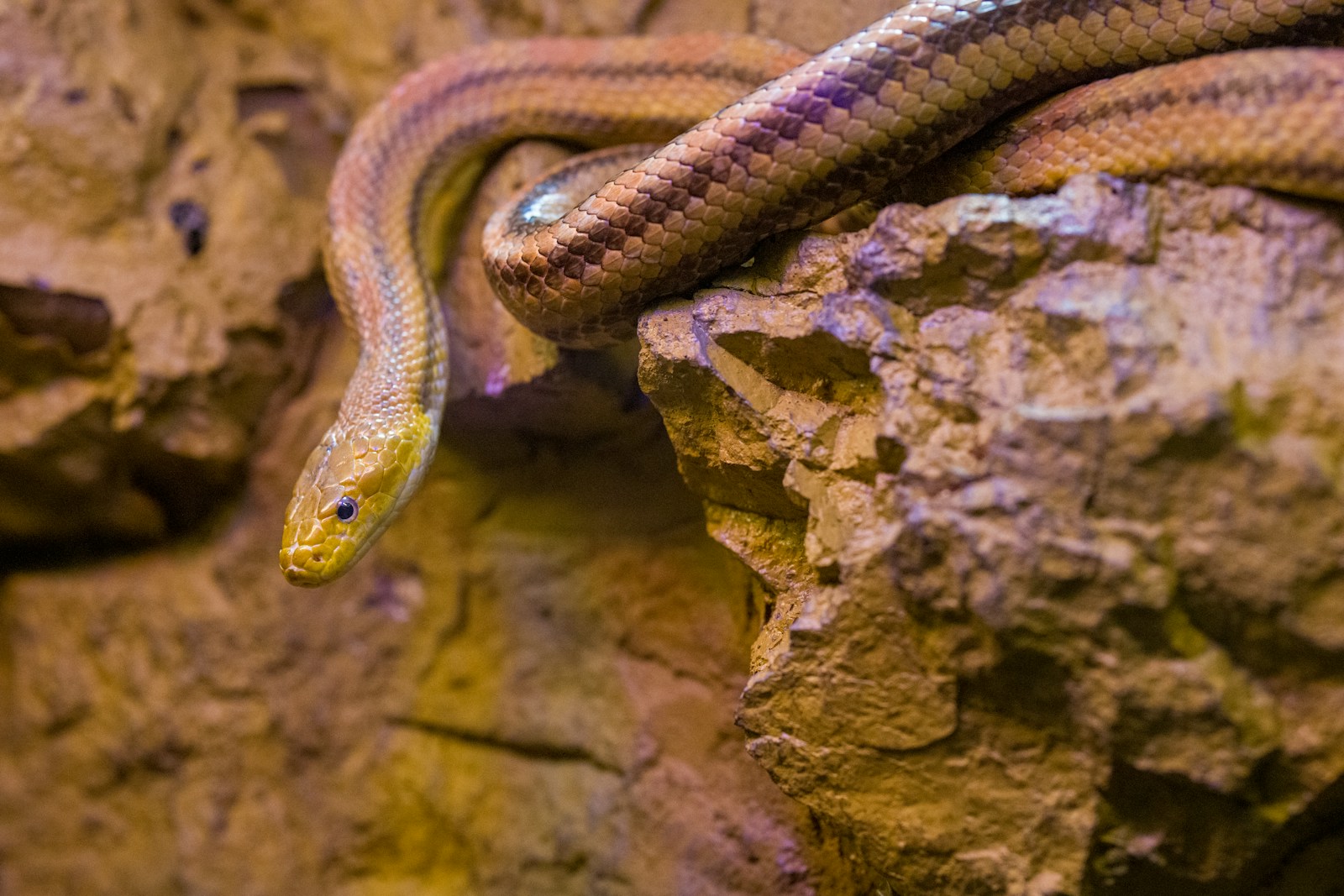 Brown rosy boa snake on a brown rock