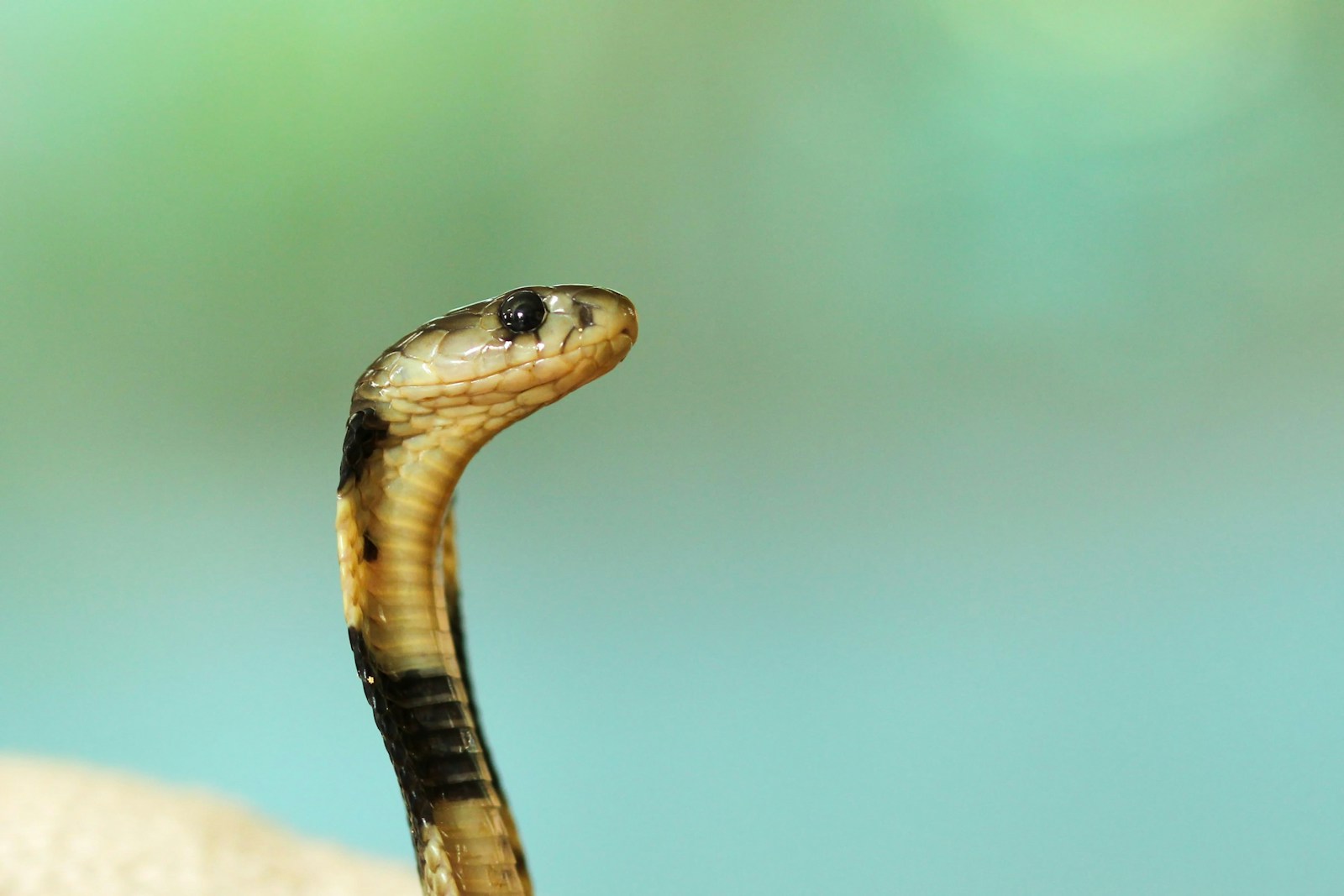 Black and white cobra