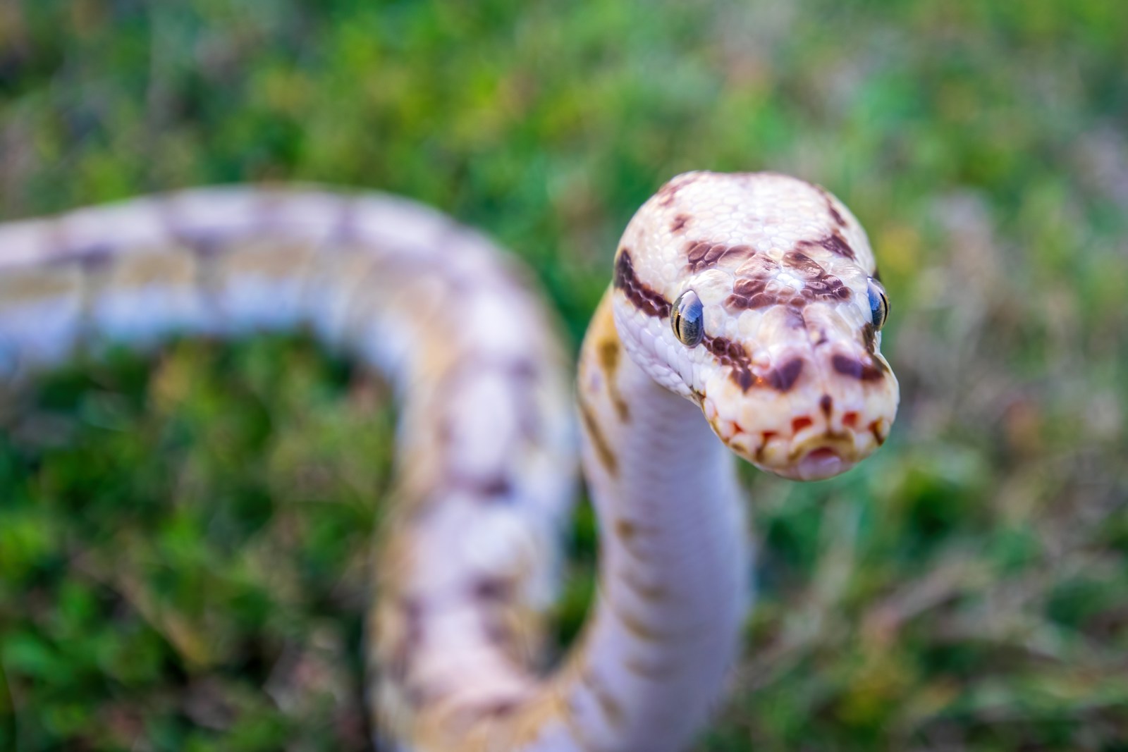 A close up of a snake on the ground