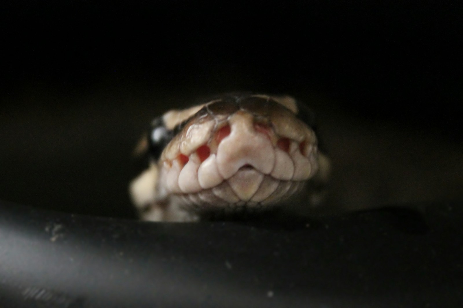 Brown and white python snake