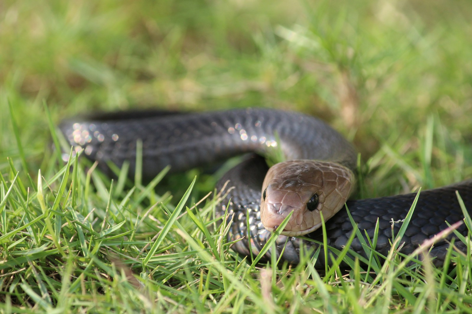 a cobra in the grass