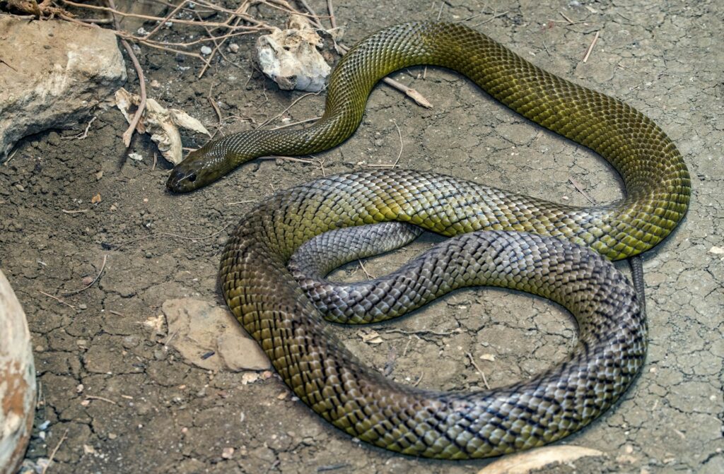 Snakes