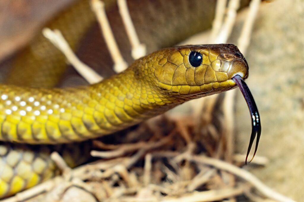A close up of a yellow snake on the ground