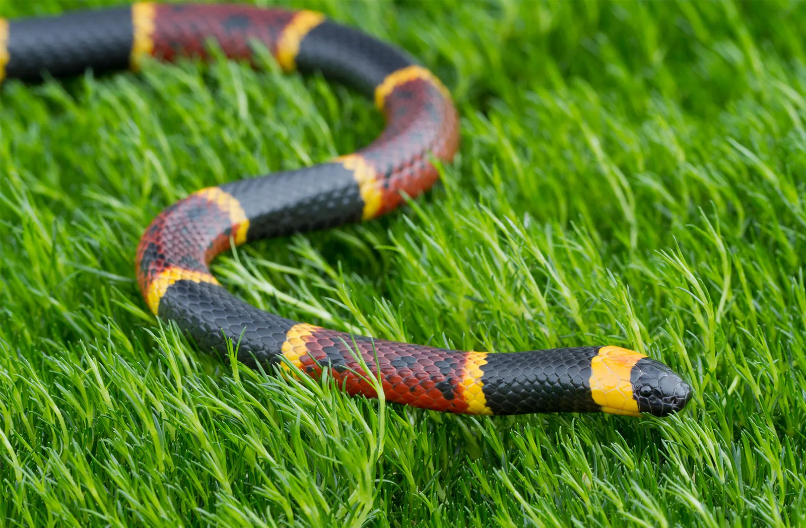 eastern-coral-snake- Britannica