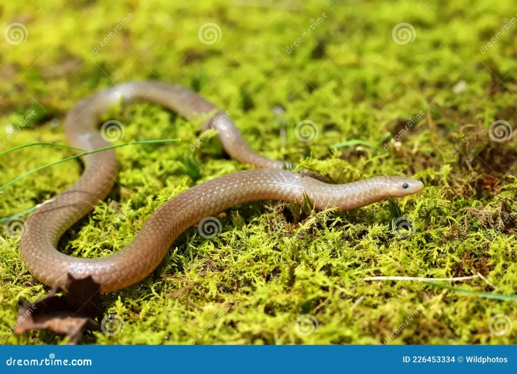 The eastern worm snake (Carphophis amoenus amoenus