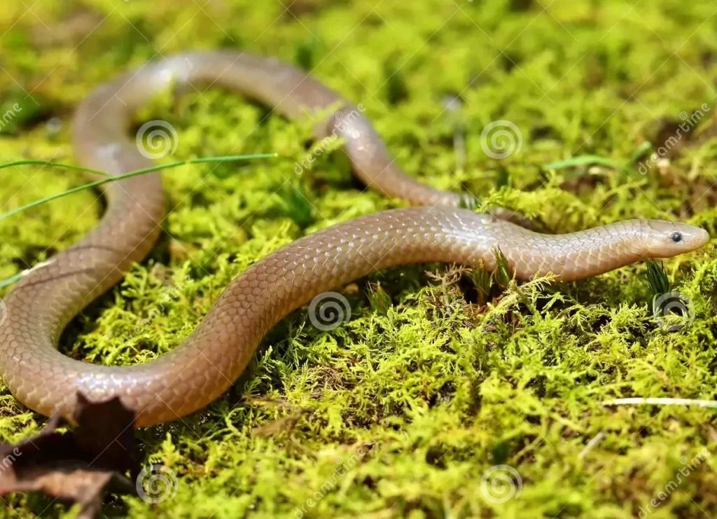 The eastern worm snake (Carphophis amoenus amoenus