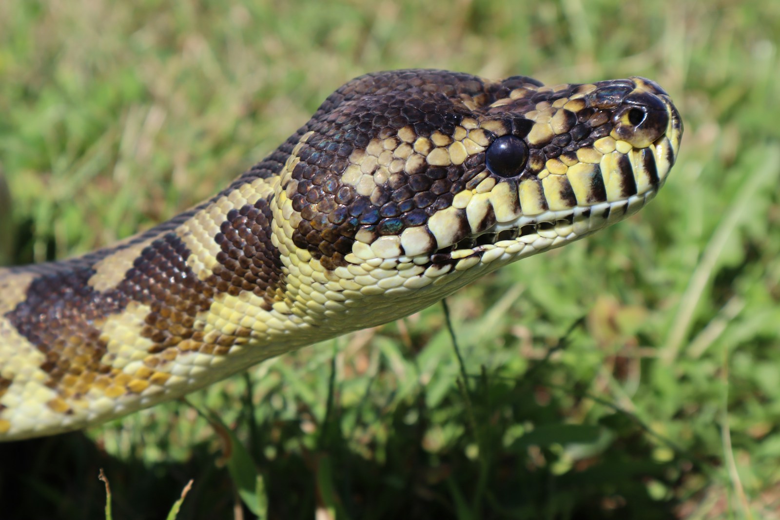 Black and brown python in grass