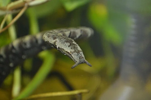 Tentacled Snake Animal Facts - Erpeton tentaculatum - Reddit