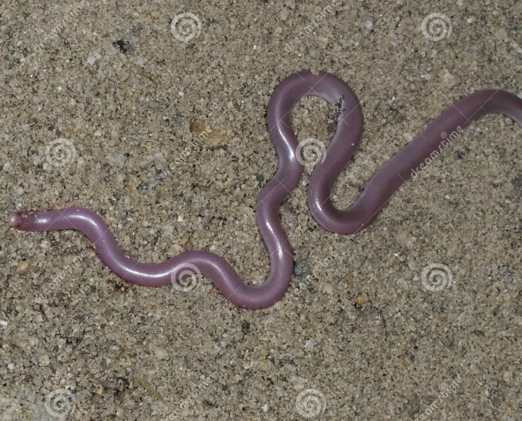 The eastern worm snake (Carphophis amoenus amoenus