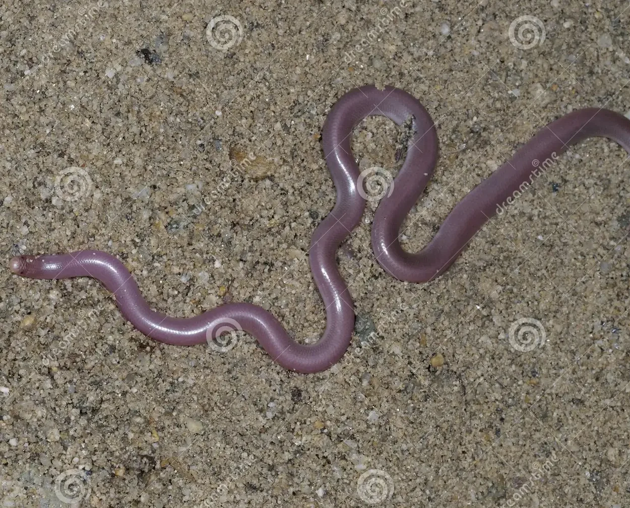 The eastern worm snake (Carphophis amoenus amoenus