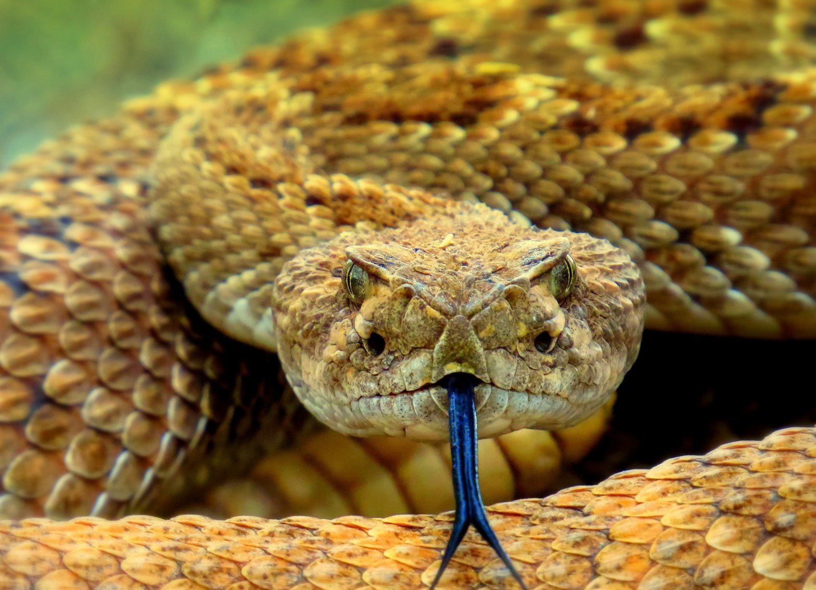 A close up of a brown python snake